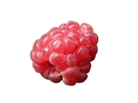 berry_raspberry_red_fruits_cut_out_draft_white_on_a_white_background-1006876.jpg