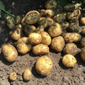 Ziemniaki ekologiczne DENAR 1 kg