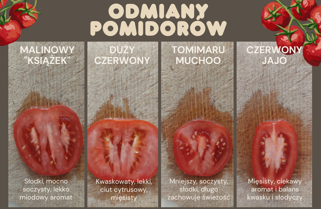 Pomidory z Karmnika w Miasteczku Wilanów - poznaj je wszystkie